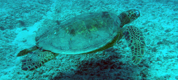 Caretta-Caretta turtle