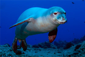 Seals Monachus Monachus