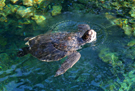 Caretta Caretta Turtle