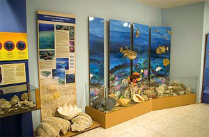 Helmi's Natural History Museum